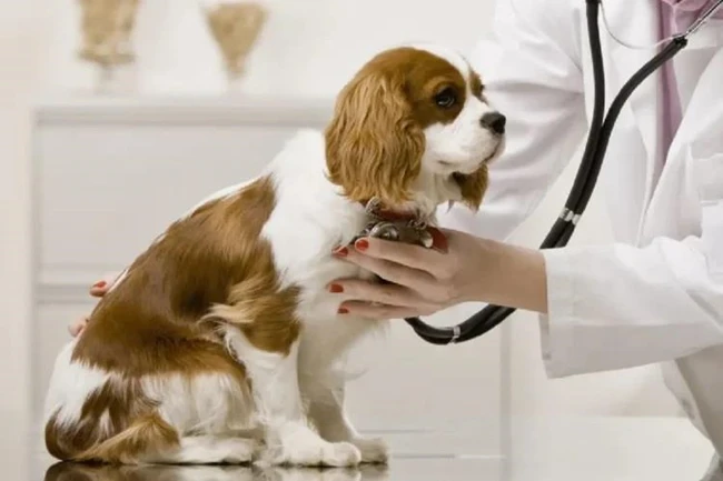 درمانگاه دامپزشکی دامون شیراز