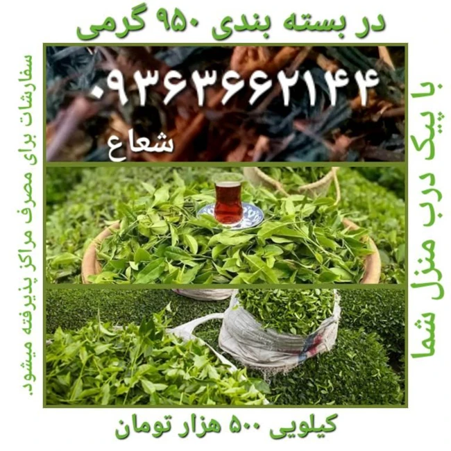چای بسته بندی طبیعی لاهیجان