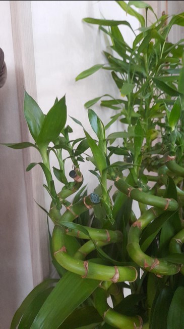 گل طبیعی و بامبو و میوه استوایی